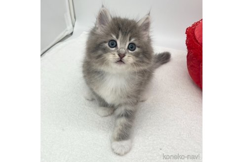 成約済の愛知県のノルウェージャンフォレストキャット-103333の2枚目