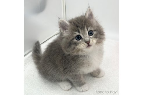 成約済の愛知県のノルウェージャンフォレストキャット-103333の3枚目