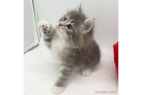 成約済の愛知県のノルウェージャンフォレストキャット-103333の5枚目