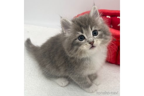 成約済の愛知県のノルウェージャンフォレストキャット-103333の4枚目