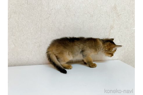 成約済の東京都のソマリ-103335の5枚目