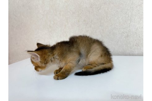 成約済の東京都のソマリ-103335の2枚目