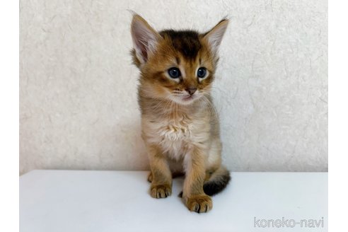 成約済の東京都のソマリ-103335の4枚目