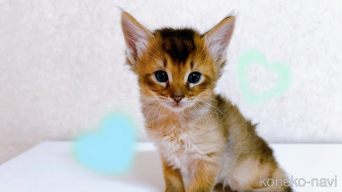 成約済の東京都のソマリ-103335の1枚目