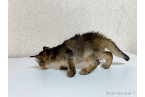 成約済の東京都のソマリ-103336の2枚目