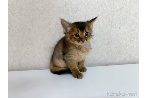 成約済の東京都のソマリ-103337の6枚目