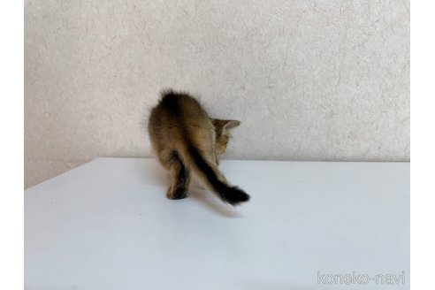 成約済の東京都のソマリ-103338の3枚目