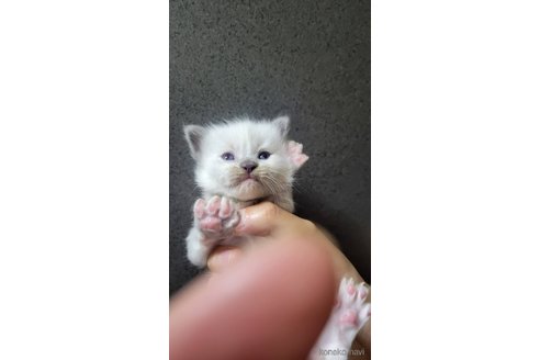 成約済の栃木県のラグドール-103341の2枚目