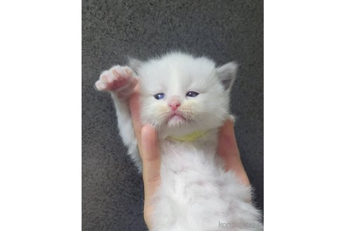 成約済の栃木県のラグドール-103342の6枚目