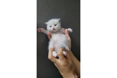成約済の栃木県のラグドール-103345の7枚目