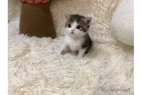 成約済の大阪府のスコティッシュフォールド-103349の3枚目