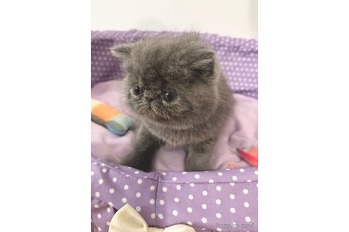 商談中の神奈川県のエキゾチックショートヘア-102363の3枚目