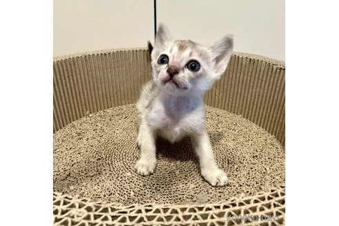 成約済の岐阜県のシンガプーラ-103360