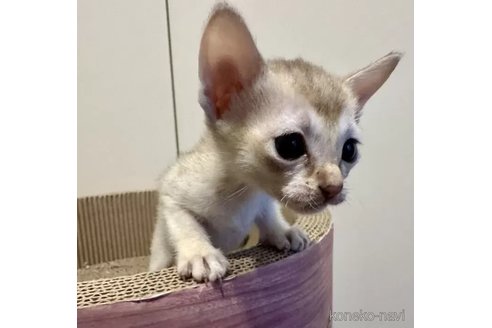 成約済の岐阜県のシンガプーラ-103364