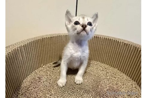 成約済の岐阜県のシンガプーラ-103367の2枚目