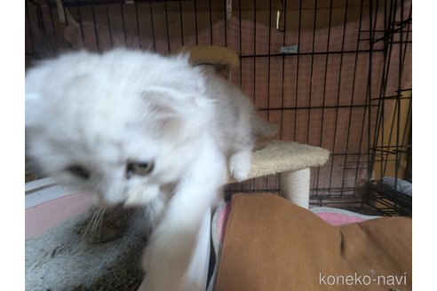 商談中の愛知県のスコティッシュフォールド(折れ耳)-103377の7枚目