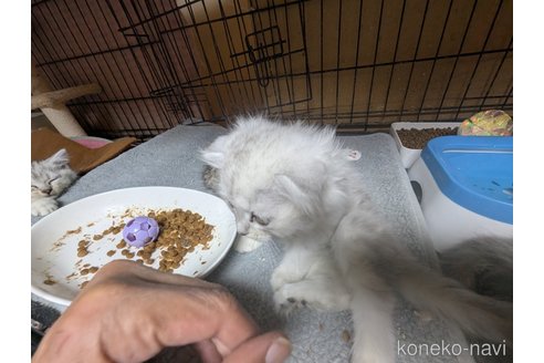 商談中の愛知県のスコティッシュフォールド(折れ耳)-103377の4枚目