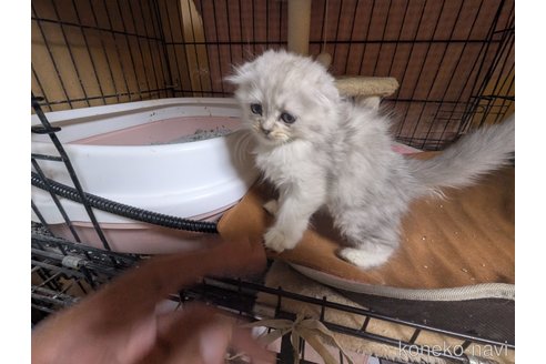 商談中の愛知県のスコティッシュフォールド(折れ耳)-103380の4枚目