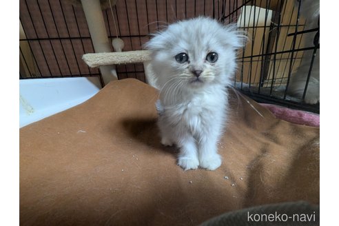 商談中の愛知県のスコティッシュフォールド(折れ耳)-103380の3枚目