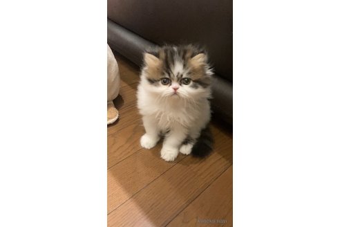 成約済の愛知県のエキゾチックショートヘア-102133の14枚目