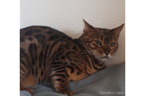 成約済の静岡県のベンガル-103388の2枚目