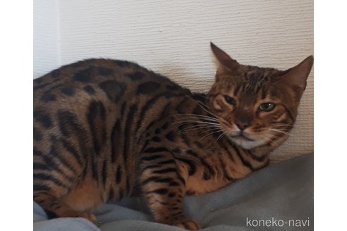 成約済の静岡県のベンガル-103388の3枚目