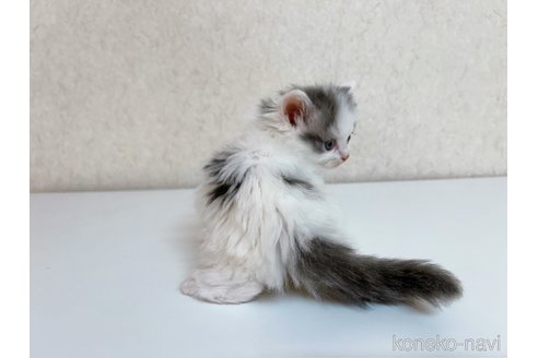 成約済の東京都のサイベリアン-103390の3枚目