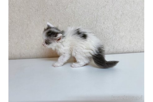 成約済の東京都のサイベリアン-103390の4枚目