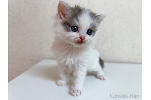 成約済の東京都のサイベリアン-103390の5枚目