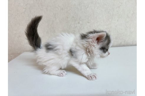 成約済の東京都のサイベリアン-103390の2枚目