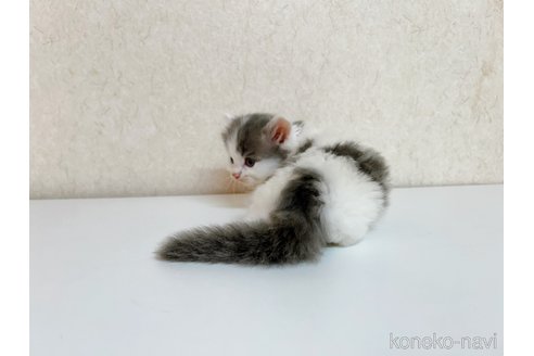 成約済の東京都のサイベリアン-103391の2枚目