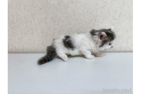 成約済の東京都のサイベリアン-103391の3枚目