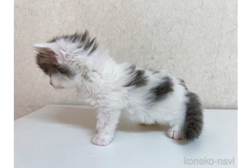 成約済の東京都のサイベリアン-103391の4枚目