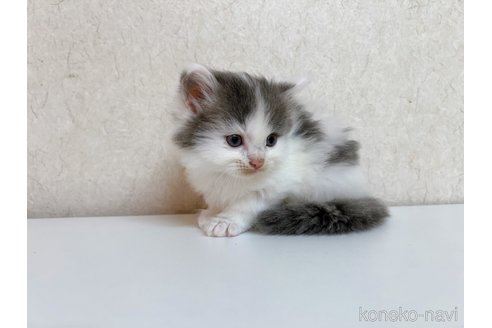 成約済の東京都のサイベリアン-103391の5枚目