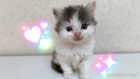 成約済の東京都のサイベリアン-103391の1枚目