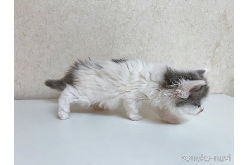 成約済の東京都のサイベリアン-103392の7枚目