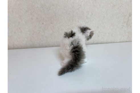 成約済の東京都のサイベリアン-103392の8枚目