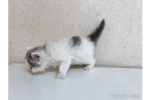 成約済の東京都のサイベリアン-103392の9枚目