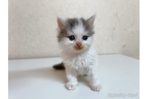 成約済の東京都のサイベリアン-103392の10枚目