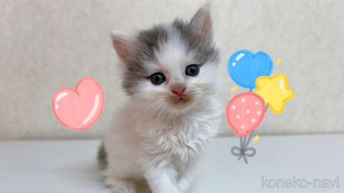 成約済の東京都のサイベリアン-103392の6枚目