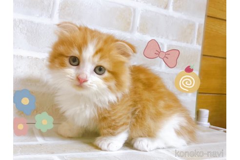 成約済の東京都のマンチカン(短足)-103393の2枚目