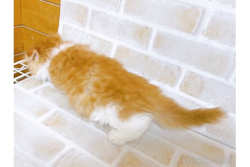 成約済の東京都のマンチカン(短足)-103393の3枚目