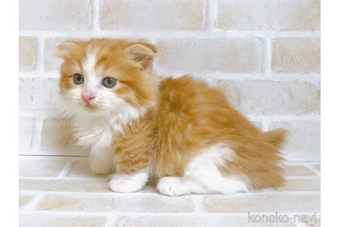 成約済の東京都のマンチカン(短足)-103393の4枚目