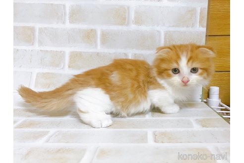 成約済の東京都のマンチカン(短足)-103393の5枚目