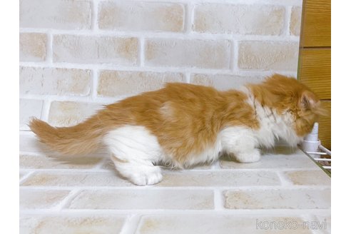 成約済の東京都のマンチカン(短足)-103393の6枚目