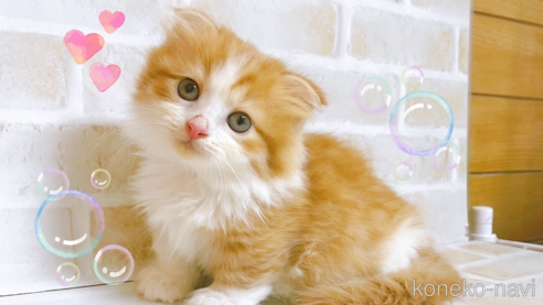 成約済の東京都のマンチカン(短足)-103393の1枚目