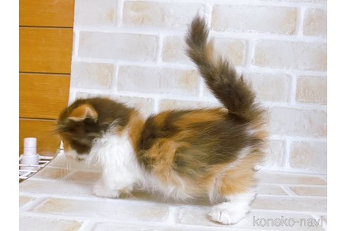 成約済の東京都のマンチカン(短足)-103394の5枚目