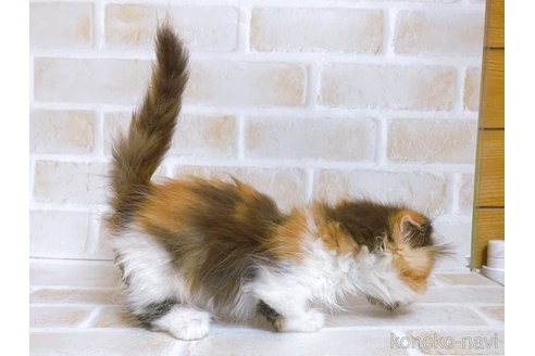 成約済の東京都のマンチカン(短足)-103394の2枚目