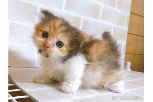 成約済の東京都のマンチカン(短足)-103394の3枚目