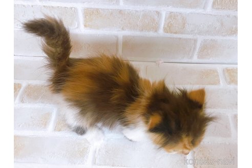 成約済の東京都のマンチカン(短足)-103394の4枚目